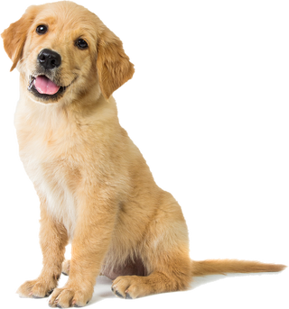 Dog food for Golden Retrievers - 3 KG